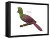 Guinea Turaco (Tauraco Persa), Birds-Encyclopaedia Britannica-Framed Stretched Canvas