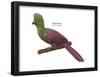 Guinea Turaco (Tauraco Persa), Birds-Encyclopaedia Britannica-Framed Poster