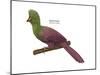 Guinea Turaco (Tauraco Persa), Birds-Encyclopaedia Britannica-Mounted Poster