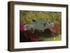 Guineafowl Puffer-Hal Beral-Framed Photographic Print