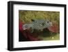 Guineafowl Puffer-Hal Beral-Framed Photographic Print