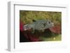 Guineafowl Puffer-Hal Beral-Framed Photographic Print