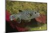 Guineafowl Puffer-Hal Beral-Mounted Photographic Print