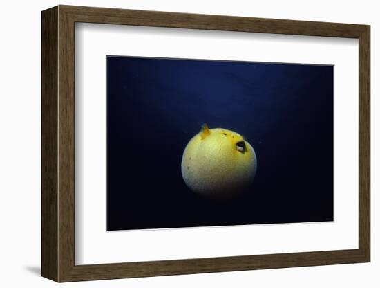 Guineafowl Pufferfish Inflated At Night (Arothron Meleagris) Galapagos, Pacific-Jeff Rotman-Framed Photographic Print