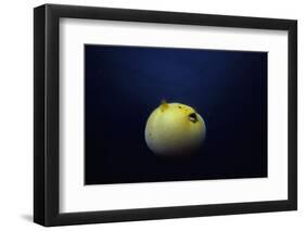 Guineafowl Pufferfish Inflated At Night (Arothron Meleagris) Galapagos, Pacific-Jeff Rotman-Framed Photographic Print