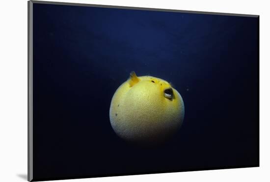 Guineafowl Pufferfish Inflated At Night (Arothron Meleagris) Galapagos, Pacific-Jeff Rotman-Mounted Photographic Print