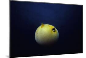 Guineafowl Pufferfish Inflated At Night (Arothron Meleagris) Galapagos, Pacific-Jeff Rotman-Mounted Photographic Print