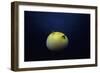 Guineafowl Pufferfish Inflated At Night (Arothron Meleagris) Galapagos, Pacific-Jeff Rotman-Framed Photographic Print