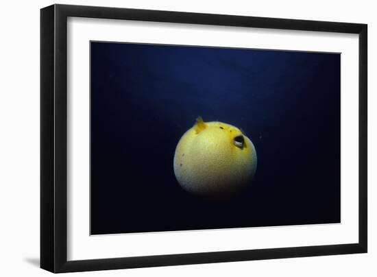 Guineafowl Pufferfish Inflated At Night (Arothron Meleagris) Galapagos, Pacific-Jeff Rotman-Framed Photographic Print