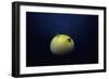 Guineafowl Pufferfish Inflated At Night (Arothron Meleagris) Galapagos, Pacific-Jeff Rotman-Framed Photographic Print