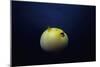 Guineafowl Pufferfish Inflated At Night (Arothron Meleagris) Galapagos, Pacific-Jeff Rotman-Mounted Photographic Print