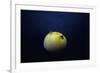 Guineafowl Pufferfish Inflated At Night (Arothron Meleagris) Galapagos, Pacific-Jeff Rotman-Framed Photographic Print