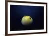 Guineafowl Pufferfish Inflated At Night (Arothron Meleagris) Galapagos, Pacific-Jeff Rotman-Framed Photographic Print