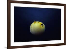 Guineafowl Pufferfish Inflated At Night (Arothron Meleagris) Galapagos, Pacific-Jeff Rotman-Framed Photographic Print
