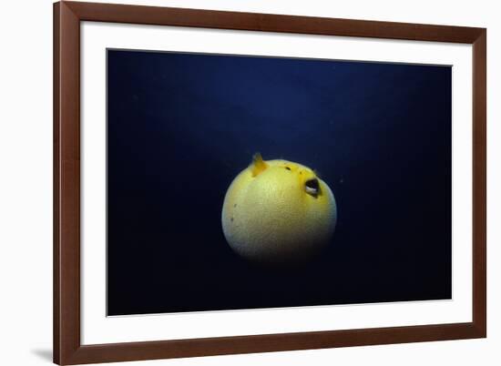 Guineafowl Pufferfish Inflated At Night (Arothron Meleagris) Galapagos, Pacific-Jeff Rotman-Framed Photographic Print