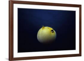 Guineafowl Pufferfish Inflated At Night (Arothron Meleagris) Galapagos, Pacific-Jeff Rotman-Framed Photographic Print