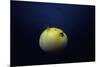 Guineafowl Pufferfish Inflated At Night (Arothron Meleagris) Galapagos, Pacific-Jeff Rotman-Mounted Photographic Print