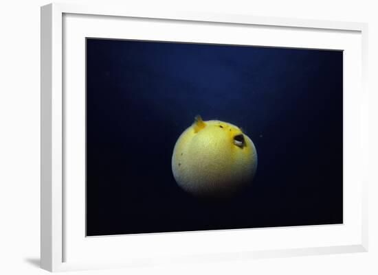 Guineafowl Pufferfish Inflated At Night (Arothron Meleagris) Galapagos, Pacific-Jeff Rotman-Framed Photographic Print