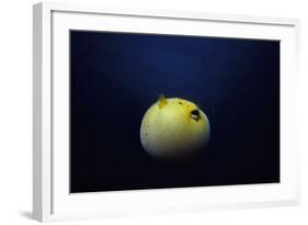 Guineafowl Pufferfish Inflated At Night (Arothron Meleagris) Galapagos, Pacific-Jeff Rotman-Framed Photographic Print