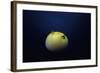 Guineafowl Pufferfish Inflated At Night (Arothron Meleagris) Galapagos, Pacific-Jeff Rotman-Framed Photographic Print