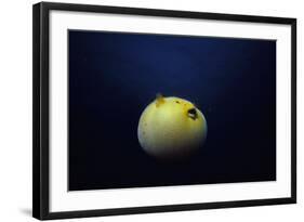 Guineafowl Pufferfish Inflated At Night (Arothron Meleagris) Galapagos, Pacific-Jeff Rotman-Framed Photographic Print