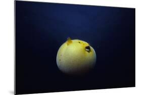 Guineafowl Pufferfish Inflated At Night (Arothron Meleagris) Galapagos, Pacific-Jeff Rotman-Mounted Photographic Print