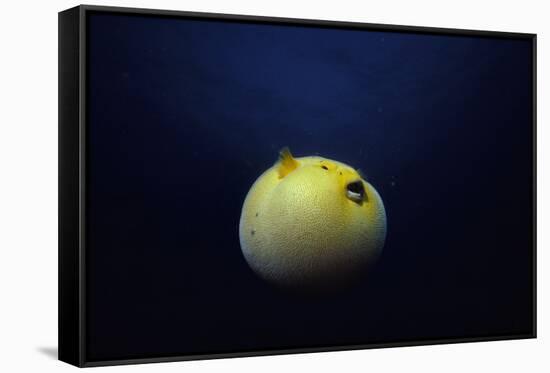 Guineafowl Pufferfish Inflated At Night (Arothron Meleagris) Galapagos, Pacific-Jeff Rotman-Framed Stretched Canvas