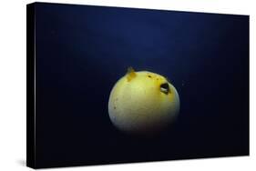 Guineafowl Pufferfish Inflated At Night (Arothron Meleagris) Galapagos, Pacific-Jeff Rotman-Stretched Canvas