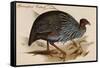 Guineafowl Vulture-John Gould-Framed Stretched Canvas