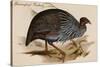 Guineafowl Vulture-John Gould-Stretched Canvas