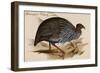 Guineafowl Vulture-John Gould-Framed Art Print
