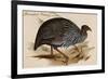 Guineafowl Vulture-John Gould-Framed Premium Giclee Print