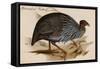 Guineafowl Vulture-John Gould-Framed Stretched Canvas