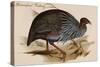 Guineafowl Vulture-John Gould-Stretched Canvas