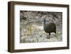 Guineafowl-bah69-Framed Photographic Print