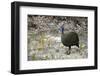 Guineafowl-bah69-Framed Photographic Print