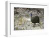 Guineafowl-bah69-Framed Photographic Print