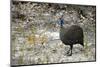 Guineafowl-bah69-Mounted Photographic Print