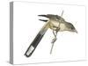 Guira (Guira Guira), Birds-Encyclopaedia Britannica-Stretched Canvas