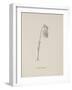 Guittara Pensilis. Illustration From Nonsense Botany by Edward Lear, Published in 1889.-Edward Lear-Framed Giclee Print