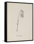 Guittara Pensilis. Illustration From Nonsense Botany by Edward Lear, Published in 1889.-Edward Lear-Framed Stretched Canvas