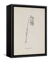 Guittara Pensilis. Illustration From Nonsense Botany by Edward Lear, Published in 1889.-Edward Lear-Framed Stretched Canvas