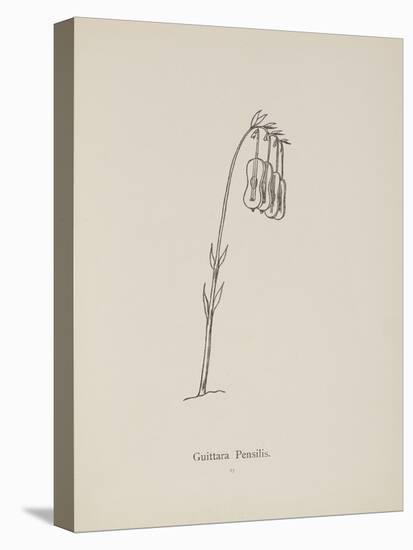 Guittara Pensilis. Illustration From Nonsense Botany by Edward Lear, Published in 1889.-Edward Lear-Stretched Canvas