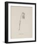 Guittara Pensilis. Illustration From Nonsense Botany by Edward Lear, Published in 1889.-Edward Lear-Framed Premium Giclee Print