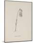 Guittara Pensilis. Illustration From Nonsense Botany by Edward Lear, Published in 1889.-Edward Lear-Mounted Premium Giclee Print