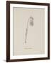 Guittara Pensilis. Illustration From Nonsense Botany by Edward Lear, Published in 1889.-Edward Lear-Framed Giclee Print