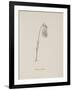 Guittara Pensilis. Illustration From Nonsense Botany by Edward Lear, Published in 1889.-Edward Lear-Framed Giclee Print