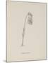 Guittara Pensilis. Illustration From Nonsense Botany by Edward Lear, Published in 1889.-Edward Lear-Mounted Giclee Print