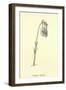 Guittara Pensilis-Edward Lear-Framed Giclee Print