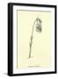 Guittara Pensilis-Edward Lear-Framed Giclee Print